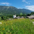 Blick auf Wamberg Bergwiese mit gelben Blumen vor einem kleinen Dorf und einer weißen Kirche unter bewaldeten Hängen