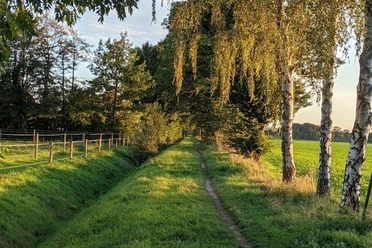 Heilpflanzenexkursion Wunstorf Ein schmaler, von Bäumen gesäumter Weg führt entlang einer grünen Wiese mit bewölktem Himmel.