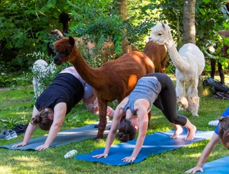 Yoga inmitten so Alpakas, so schön