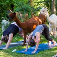 Yoga inmitten so Alpakas, so schön