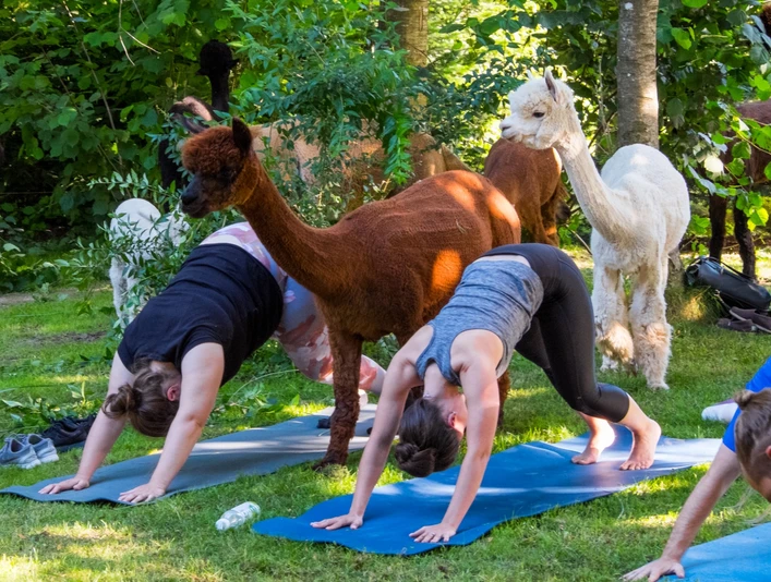 Yoga inmitten so Alpakas, so schön