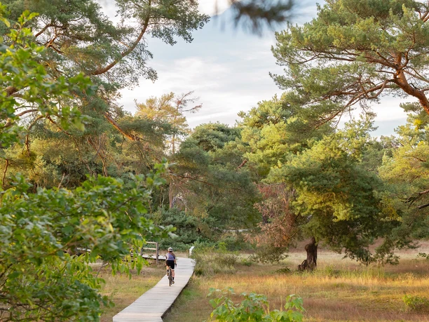 GrünGürtel Schwanheimer Düne