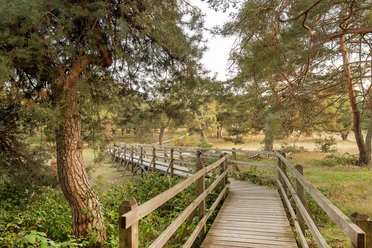 GrünGürtel Schwanheimer Dune