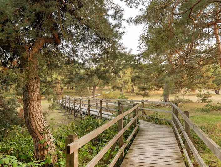 GrünGürtel Schwanheimer Dune
