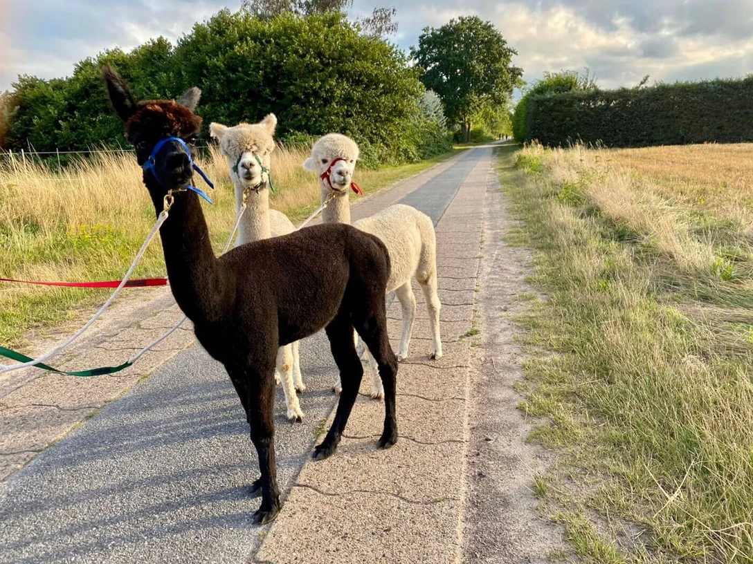 Zwischenahner-Alpakahof.jpg