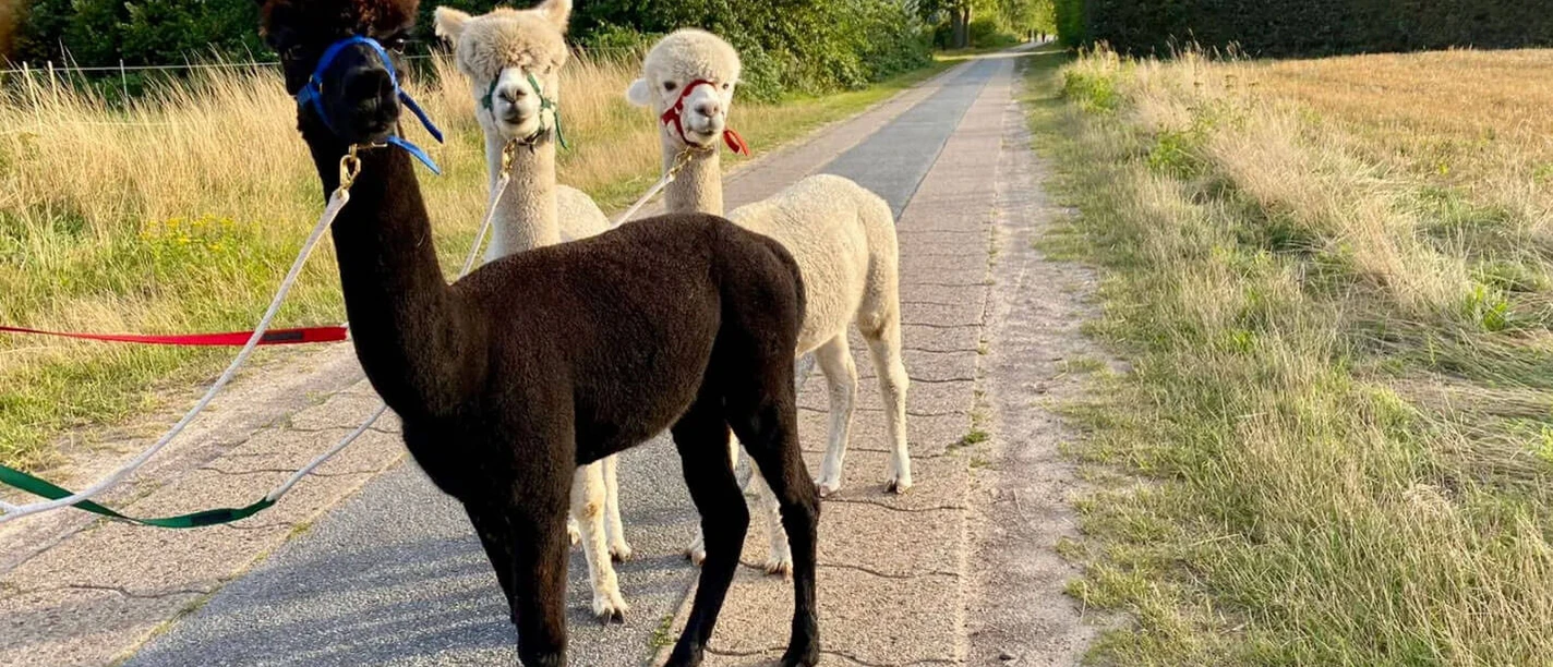 Zwischenahner-Alpakahof.jpg