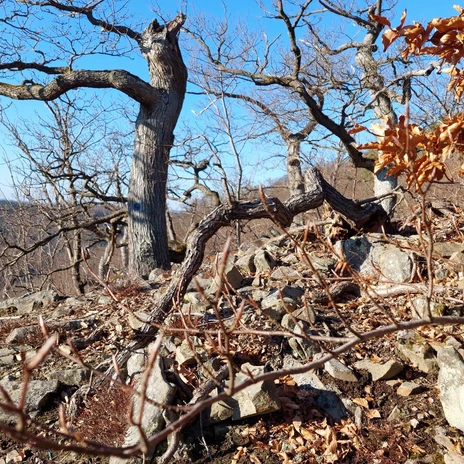 knorriger Baum