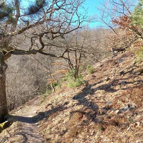 Urwaldsteig Edersee