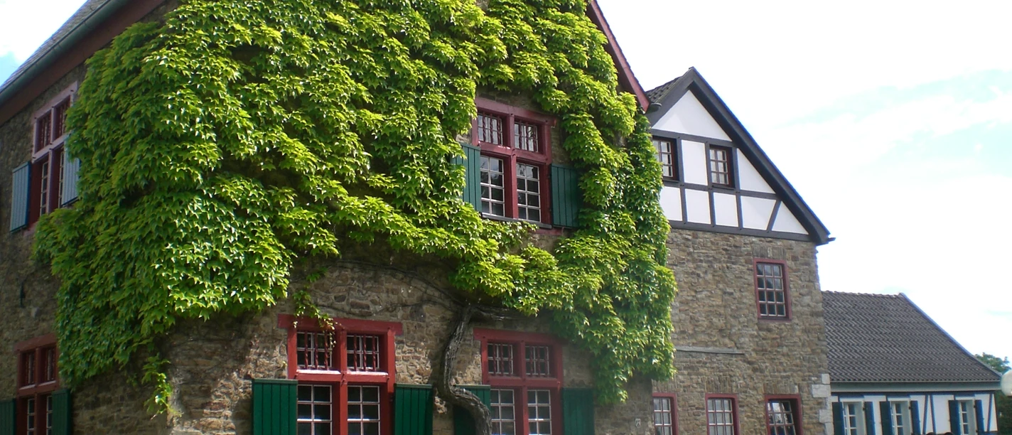 Historisches Fachwerkhaus mit grüner Efeufassade in Bergisch Gladbach, bei sonnigem Wetter.