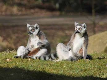 Katta im Tierpark Herford-Tierpark Herford gGmbH-CCBYSA.JPG Zwei Kattas sitzen entspannt auf einer grünen Wiese im Tierpark Herford, umgeben von Bäumen.