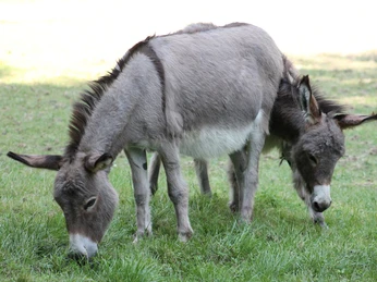 Esel im Tierpark Herford-Tierpark Herford gGmbH-CCBYSA.JPG Zwei Esel grasen friedlich auf einer Wiese im Tierpark Herford bei sonnigem Wetter.