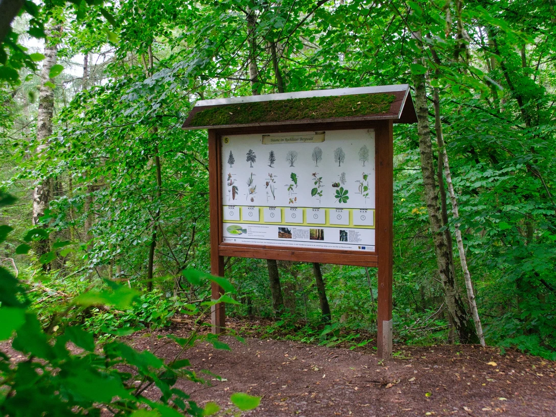 Walderlebnispfad Wechselburg - Station 5