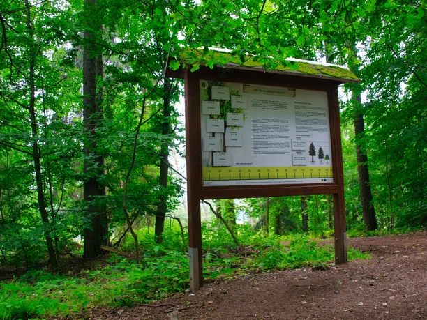 Walderlebnispfad Wechselburg - Station 6