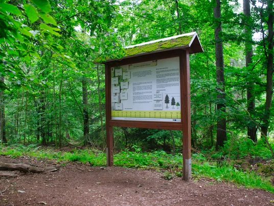 Walderlebnispfad Wechselburg - Station 6