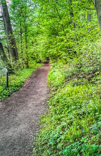 Lutherweg - Rochlitzer Bergwald