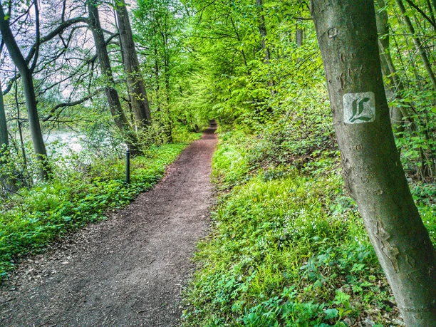 Lutherweg - Rochlitzer Bergwald