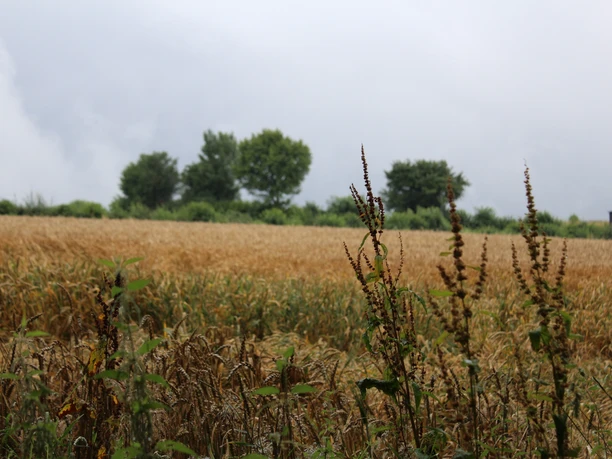 Weizenfeld mit grünen Bäumen am Horizont und bewölktem Himmel, das eine ruhige Landschaft vermittelt.