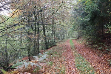 Ennepetal_Wappenweg Ein bunter Herbstweg führt durch einen Wald mit Laub bedecktem Boden und Bäumen links und rechts.