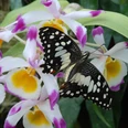 Schmetterling im Tropenhaus