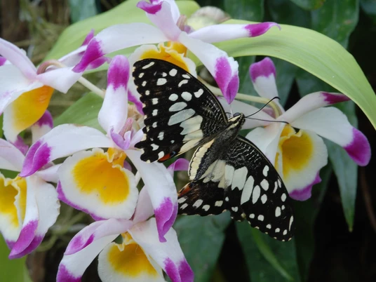 Schmetterling im Tropenhaus