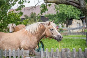 Pferdehof Fischer Two brown horses with light-colored manes stand in a green meadow behind a wooden fence, surrounded by trees and a building in the background.
