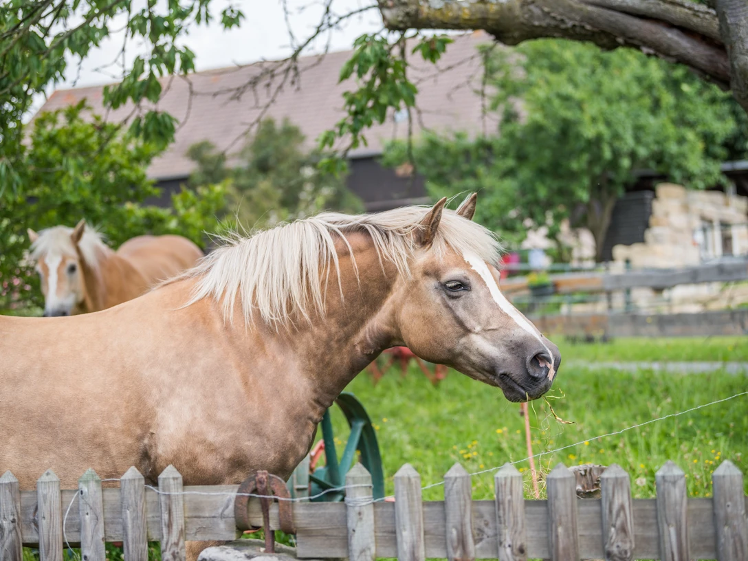 Pferdehof Fischer Zwei braune Pferde mit heller Mähne stehen auf einer grünen Wiese hinter einem Holzzaun, umgeben von Bäumen und einem Gebäude im Hintergrund.Two brown horses with light-colored manes stand in a green meadow behind a wooden fence, surrounded by trees and a building in the background.Dva hnědí koně se světlou hřívou stojí na zelené louce za dřevěným plotem, obklopeni stromy a budovou v pozadí.Dwa brązowe konie z jasnymi grzywami stoją na zielonej łące za drewnianym płotem, otoczone drzewami i budynkiem w tle.Twee bruine paarden met lichtgekleurde manen staan in een groene weide achter een houten hek, omringd door bomen en een gebouw op de achtergrond.Due cavalli marroni con criniera chiara si trovano in un prato verde dietro una staccionata di legno, circondati da alberi e da un edificio sullo sfondo.