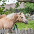 Pferdehof Fischer Zwei braune Pferde mit heller Mähne stehen auf einer grünen Wiese hinter einem Holzzaun, umgeben von Bäumen und einem Gebäude im Hintergrund.Two brown horses with light-colored manes stand in a green meadow behind a wooden fence, surrounded by trees and a building in the background.Dva hnědí koně se světlou hřívou stojí na zelené louce za dřevěným plotem, obklopeni stromy a budovou v pozadí.Dwa brązowe konie z jasnymi grzywami stoją na zielonej łące za drewnianym płotem, otoczone drzewami i budynkiem w tle.Twee bruine paarden met lichtgekleurde manen staan in een groene weide achter een houten hek, omringd door bomen en een gebouw op de achtergrond.Due cavalli marroni con criniera chiara si trovano in un prato verde dietro una staccionata di legno, circondati da alberi e da un edificio sullo sfondo.