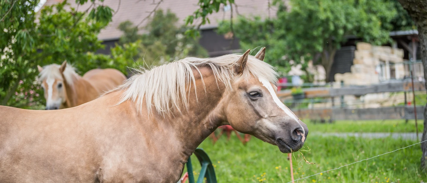 Pferdehof Fischer Twee bruine paarden met lichtgekleurde manen staan in een groene weide achter een houten hek, omringd door bomen en een gebouw op de achtergrond.