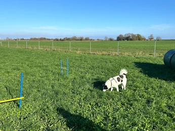 Hundeauslauf mit Agility