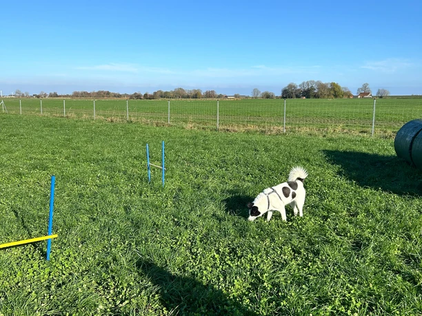 Hundeauslauf mit Agility