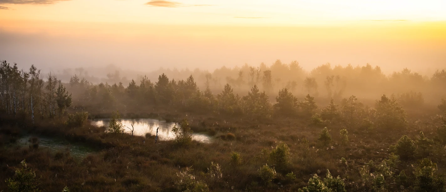 Das Huvenhoopsmoor im Nebel Das Huvenhoopsmoor im Nebel