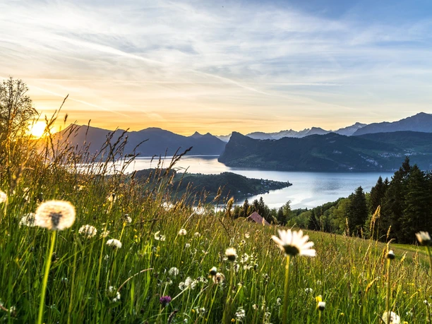 Tell Pass Rigi Sommer.jpg Tell Pass Rigi Sommer.jpg