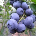 Heidelbeeren