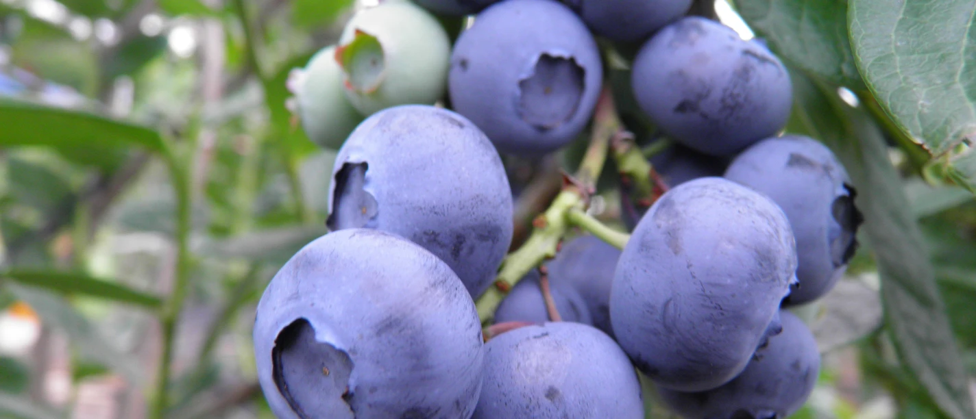 Heidelbeeren