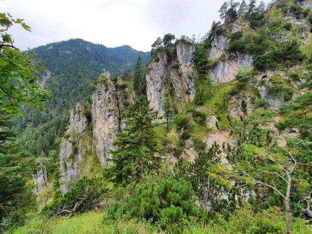 Gelbes Gwänd Steile Felswände mit dichtem Nadelwald vor bewaldeten Berghängen unter bedecktem Himmel.