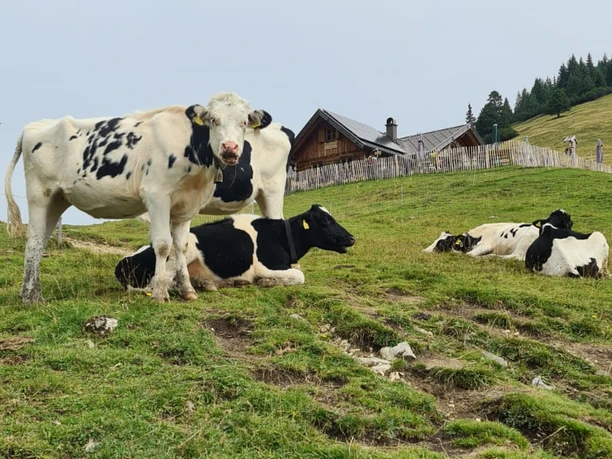 Kühe auf der Stepbergalm Mehrere schwarzweiße Kühe stehen und liegen auf einer grünen Bergwiese vor einer Almhütte.