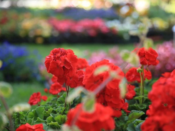 Blumenmeer im Schlosspark