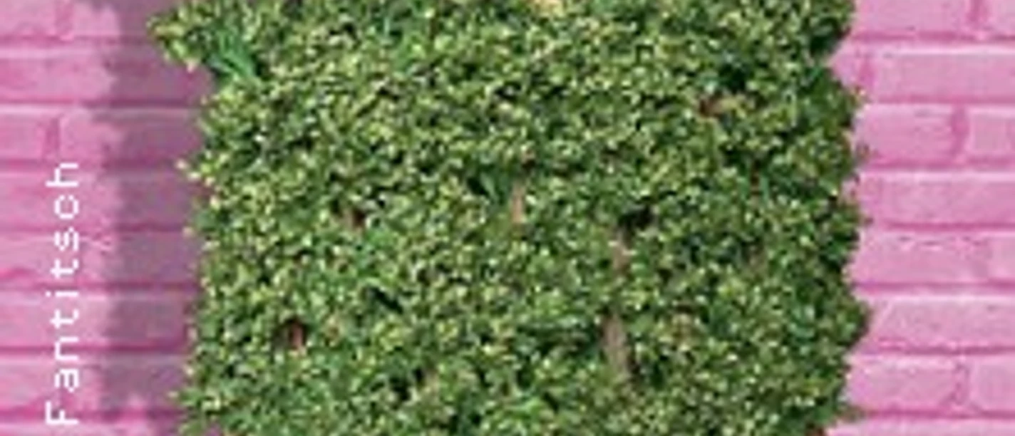 Ein Mensch schaut lächelnd über die Spitze eines rechteckigen, dichten grünen Buschwerks.