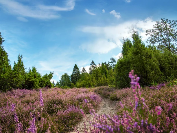 Eckenhagen Heide