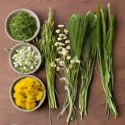 Sommerkräuter