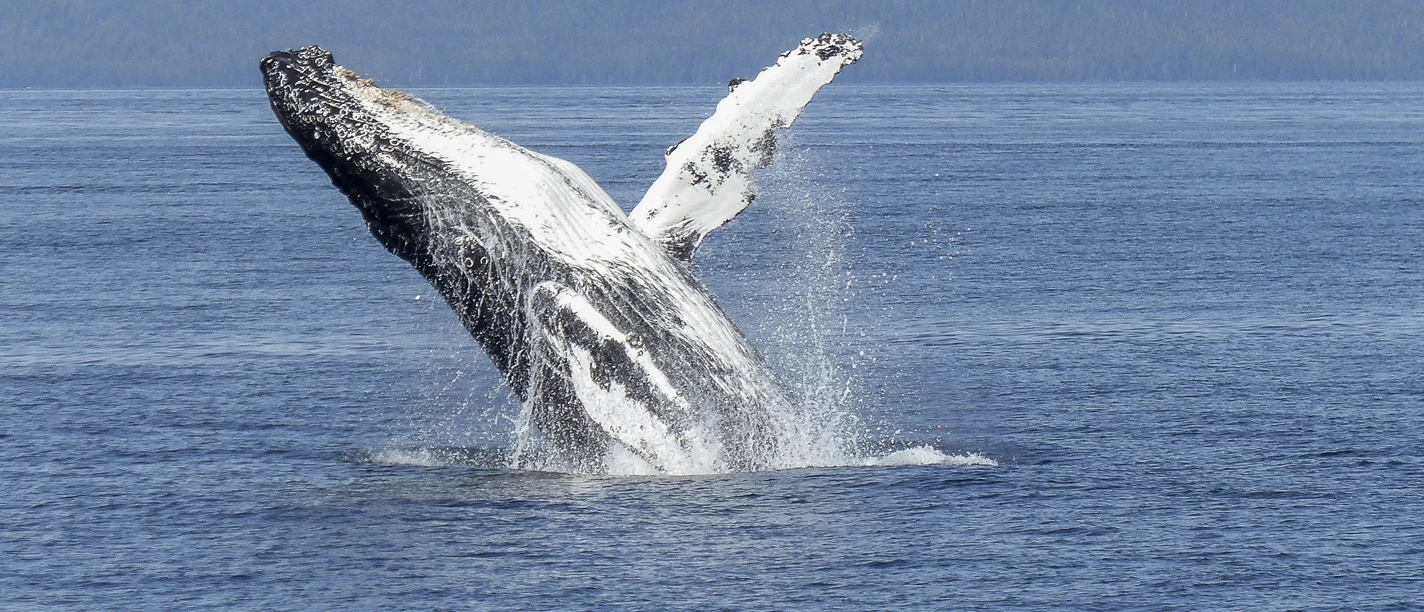 Buckelwal 1, Pixabay.jpg