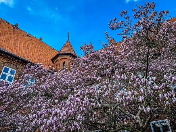 Der Lüneburger Rathausgarten im Frühling Der Lüneburger Rathausgarten im Frühling