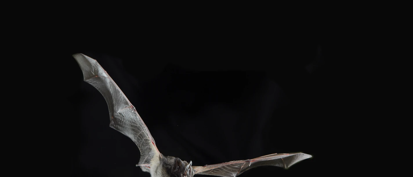 Fledermaus