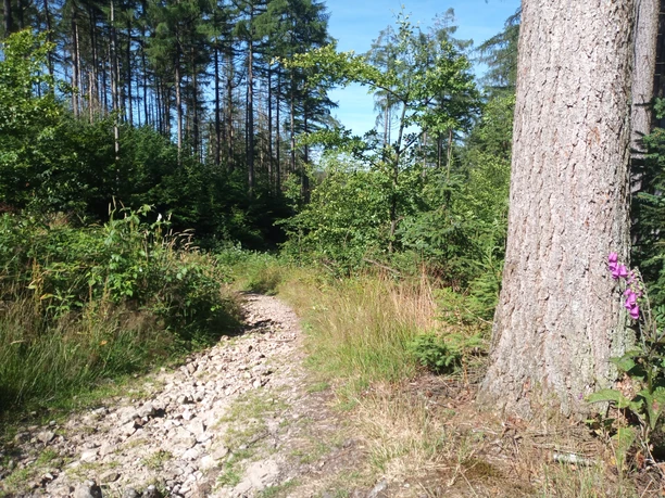 Wald im Eggegebirge.jpg