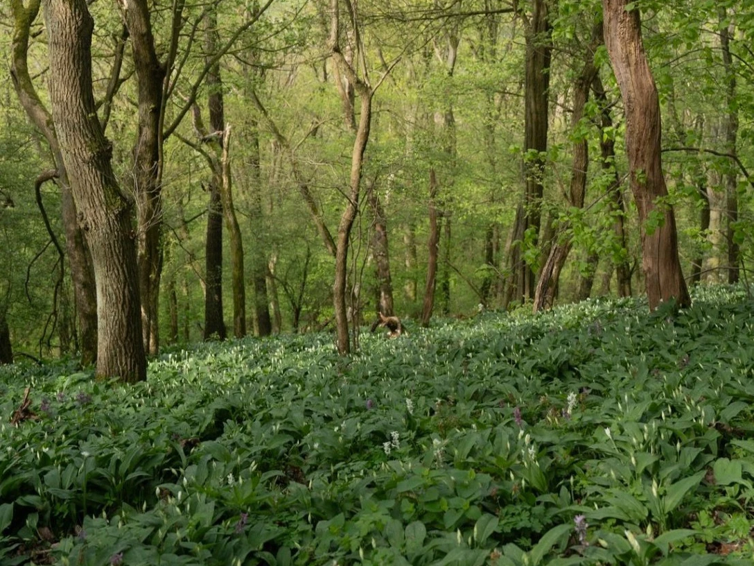 Bärlauch am Odenberg