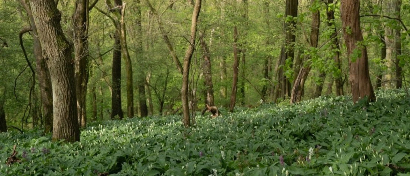 Bärlauch am Odenberg