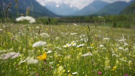 Kräuterwanderung