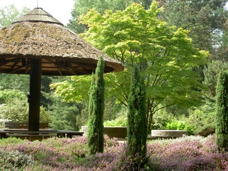 Forstbotanischer Garten Ein hölzerner Pavillon steht malerisch im Forstbotanischen Garten. Umgeben von blühendem Heidekraut und eleganten Zypressen, erhebt sich ein üppiger Laubbaum im Hintergrund. Der Ort strahlt Ruhe und Naturverbundenheit aus.
