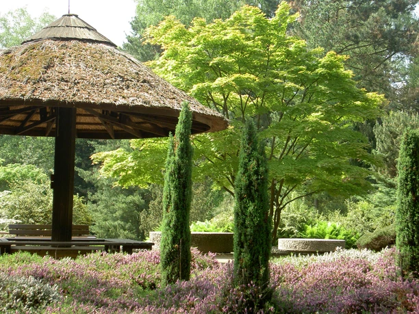 Forstbotanischer Garten Ein hölzerner Pavillon steht malerisch im Forstbotanischen Garten. Umgeben von blühendem Heidekraut und eleganten Zypressen, erhebt sich ein üppiger Laubbaum im Hintergrund. Der Ort strahlt Ruhe und Naturverbundenheit aus.