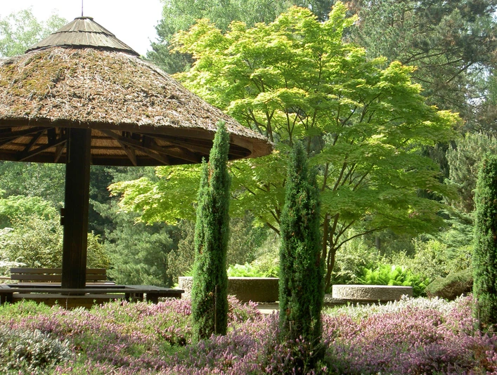 Forstbotanischer Garten Ein hölzerner Pavillon steht malerisch im Forstbotanischen Garten. Umgeben von blühendem Heidekraut und eleganten Zypressen, erhebt sich ein üppiger Laubbaum im Hintergrund. Der Ort strahlt Ruhe und Naturverbundenheit aus.A wooden pavilion stands picturesquely in the forest botanical garden. Surrounded by flowering heather and elegant cypresses, a lush deciduous tree rises in the background. The place radiates peace and closeness to nature.
